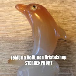 Dolfijnen & Eenhoorns