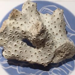 Koraal: ± 9x6x5 cm - 93 gr - Florida