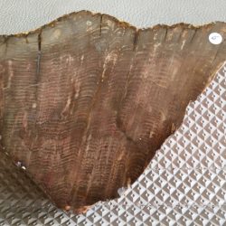 Versteend Hout - Fossiel Hout 6: 15x12x3 cm - 743 gr - Uluru Rock Australië