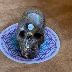 Tijgerijzer Skull 1 - uit Australië