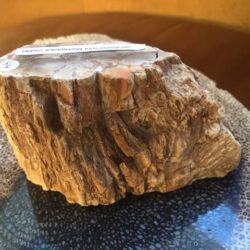 Versteend Hout Boomstammetje - Fossiel Hout nr 31: 6x10x6 cm - 426 gr - LeMUria Madagskar