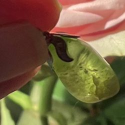 Fluoriet Groen 1 - Elfjes Hanger (2 x 0,9 cm)