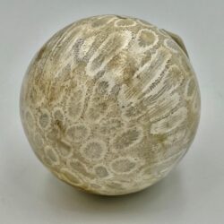Koraal Bol 1 - Versteend: Ø 5 cm - 175 gram - Akasha Kronieken van LeMUria in de Binnenaarde