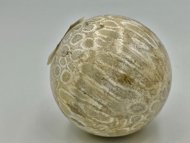 Koraal Bol 1 - Versteend: Ø 5 cm - 175 gram - Akasha Kronieken van LeMUria in de Binnenaarde - Afbeelding 3