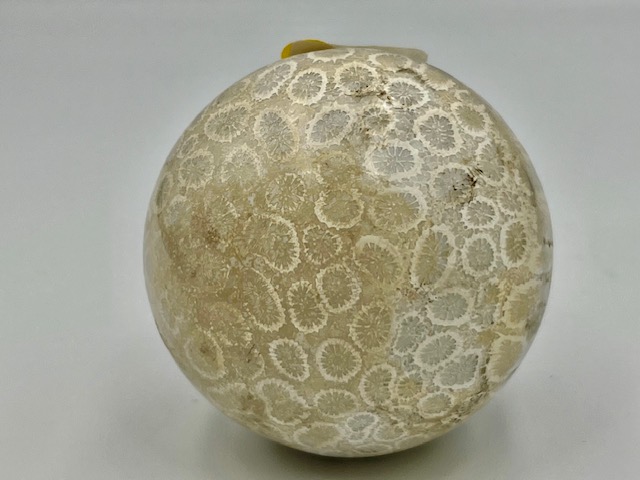 Koraal Bol 1 - Versteend: Ø 5 cm - 175 gram - Akasha Kronieken van LeMUria in de Binnenaarde - Afbeelding 2